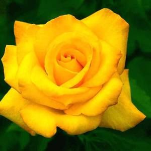 Meet your Posher, Dean